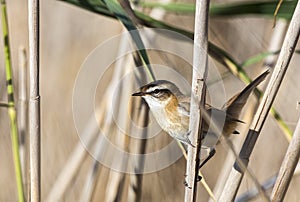 Moustached Warbler Among Reed