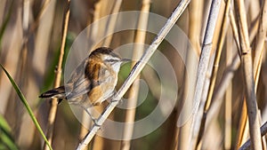 Moustached Warbler On Reed photo