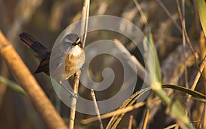 Moustached Warbler on Reed