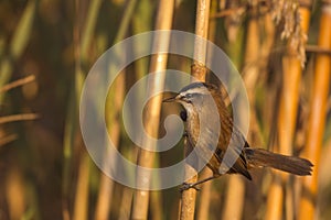 Moustached Warbler on Reed