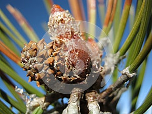 Moutain pine (Pinus mugo) - Detail photo