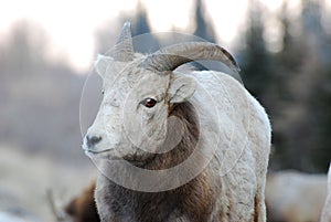Moutain sheep