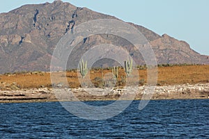 Moutains sea desert cactus photo