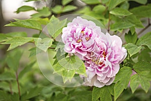 Moutan Peony Flower Bloom