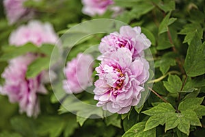 Moutan Peony Flower Bloom