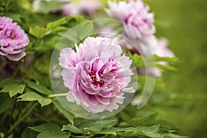 Moutan Peony Flower Bloom