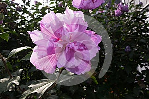 A Moutan Tree Peony Paeonia suffruticosa with green in the back