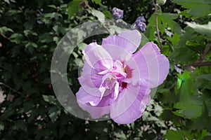 A Moutan Tree Peony Paeonia suffruticosa with green in the back