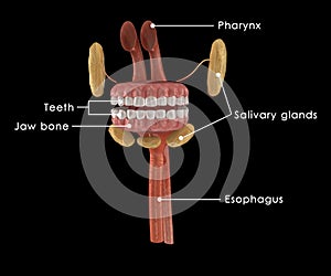 Mouth Anatomy