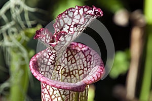 Mouth of a crimson pitcherplant or Sarracenia leucophylla