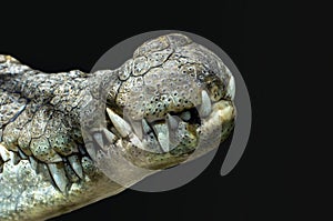 mouth of a crocodile, close-up