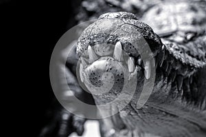 mouth of a crocodile, close-up on a black background