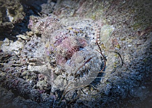 Mouth, eyes and beard of disguising scorpion fish on the coral reef in the Indian ocean in Thailand photo