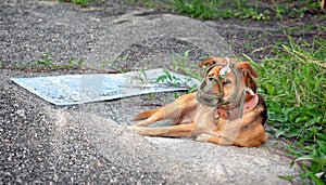 Mouth Guard Soft Muzzle on a Pet Dog