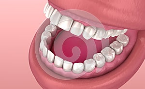 Mouth gum and teeth. Medically accurate tooth