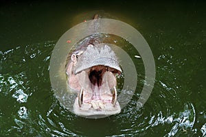 The mouth of a Hippo