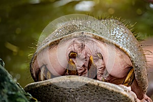 Mouth of hippo