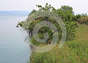 mouth of the italian river Isonzo