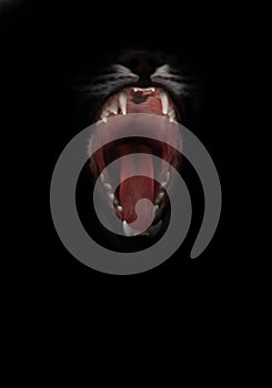 Mouth of a night demon,  catÃ¢â¬â¢s jaws of a lynx isolated on a black background. swallow throat ready to devour prey, a symbol of photo