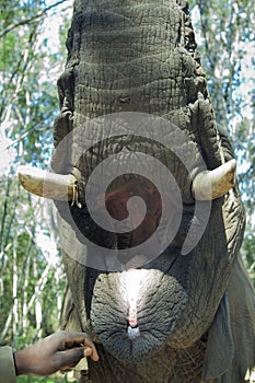 Mouth open of an elephant