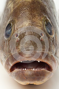 Mouth and teeth of a dusky grouper photo