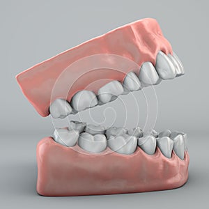 Mouth, teeth and gums