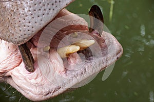 A mouth and teeth of a hippopotamus