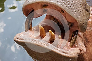 A mouth and teeth of a hippopotamus