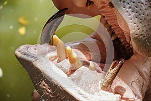 A mouth and teeth of a hippopotamus