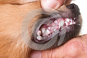 Mouth ulcer on dog