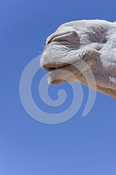 Mouth of a white dromedary (camel).