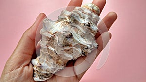 Mouthed Murex Shell Sea â€‹â€‹animal shells