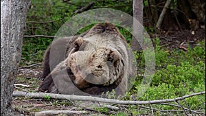 Mouther bear with two bear cubs