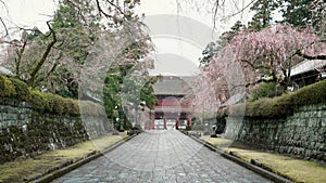 Move ahead and admire the cherry blossoms along the roadside at Taisekiji temple, Kamijo, Fujinomiya, Shizuoka, Japan