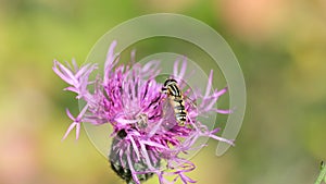 Move flower fly migrates north every spring in large numbers