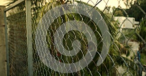 Movement along the fence, close-up with a blurred background. Sunbeams of the morning rising sun make their way through