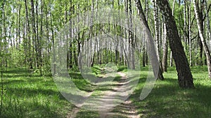 Movement along a forest road among birches in summer