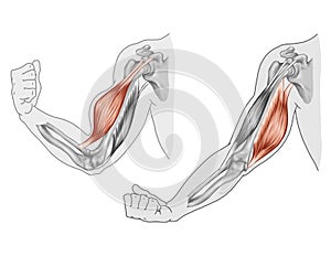 Movimento da braccio un mano muscoli 