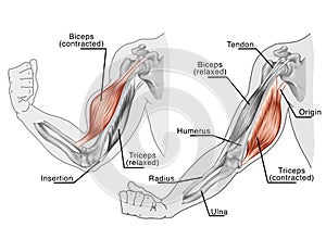 Movement of the arm and hand muscles photo