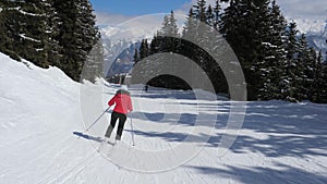 Movement back view woman skier skis down on ski slope among pine forest