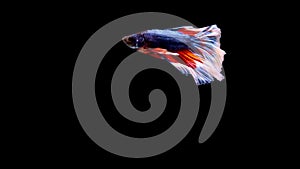 Movement of the Betta Siamese fighting fish on black background