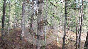 The movement of the camera in the spring forest from pine to pine