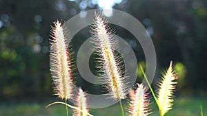 Movement of Cogon Grass flowers in the wind
