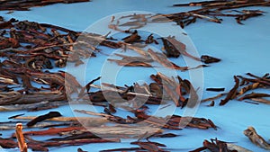Movement of dry red logs in a blue whirlpool