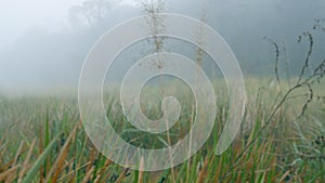 Movement through grass in misty, rainy forest. Dense fog in woods