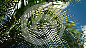 Movement of the palm leaf in the wind