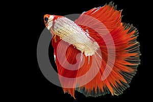 Movement power of betta fighting fish over isolated black background. The moving moment beautiful of red and blue Siamese betta