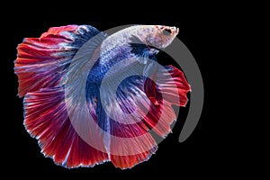 Movement power of betta fighting fish over isolated black background. The moving moment beautiful of red and blue Siamese betta
