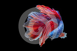 Movement power of betta fighting fish over isolated black background. The moving moment beautiful of red and blue Siamese betta