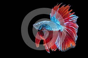 Movement power of betta fighting fish over isolated black background. The moving moment beautiful of red and blue Siamese betta